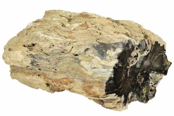 8.3" Jurassic Petrified Wood (Conifer) Limb - Utah